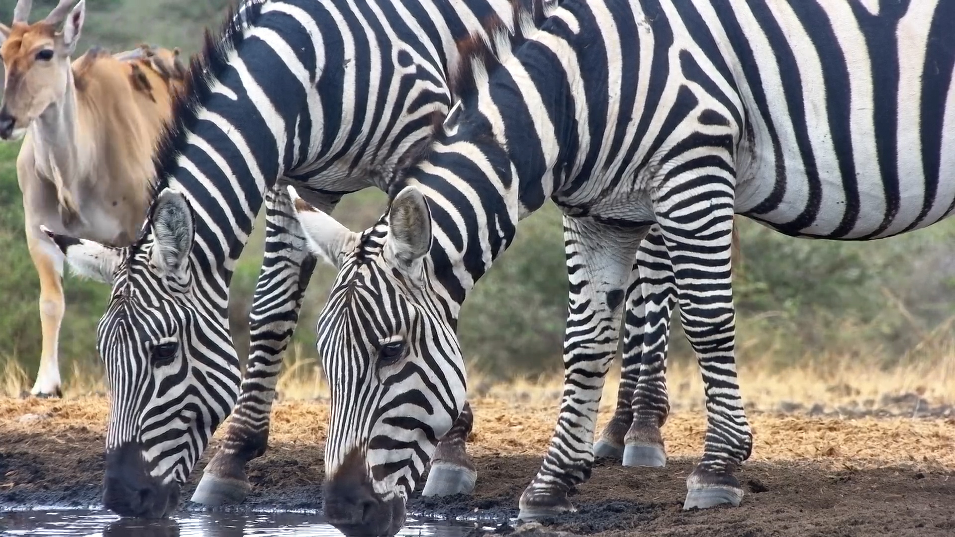 Zebra with Old Snare Wound