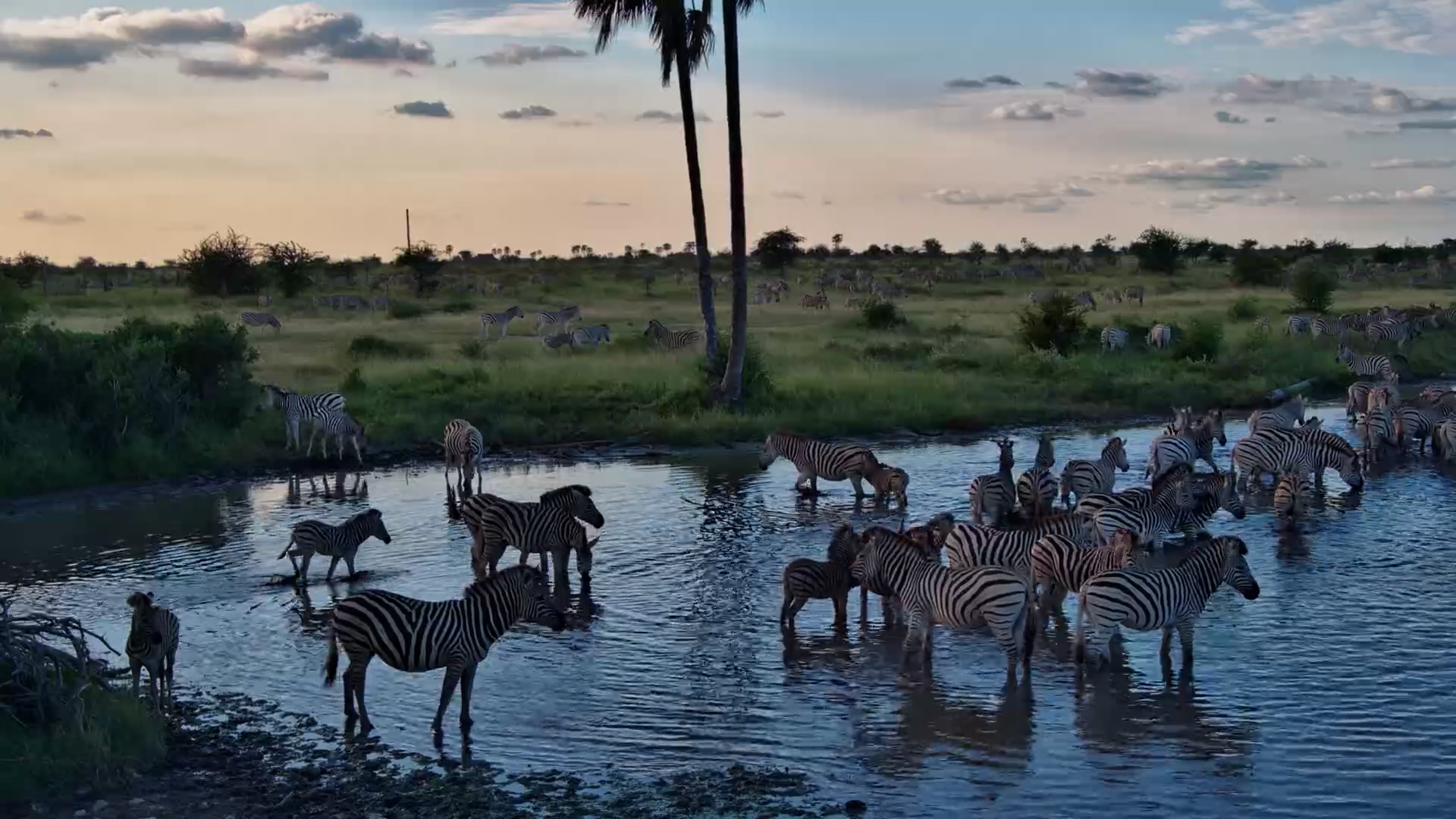 Kalahari Magic: Timelapse of Zebras Quenching Thirst