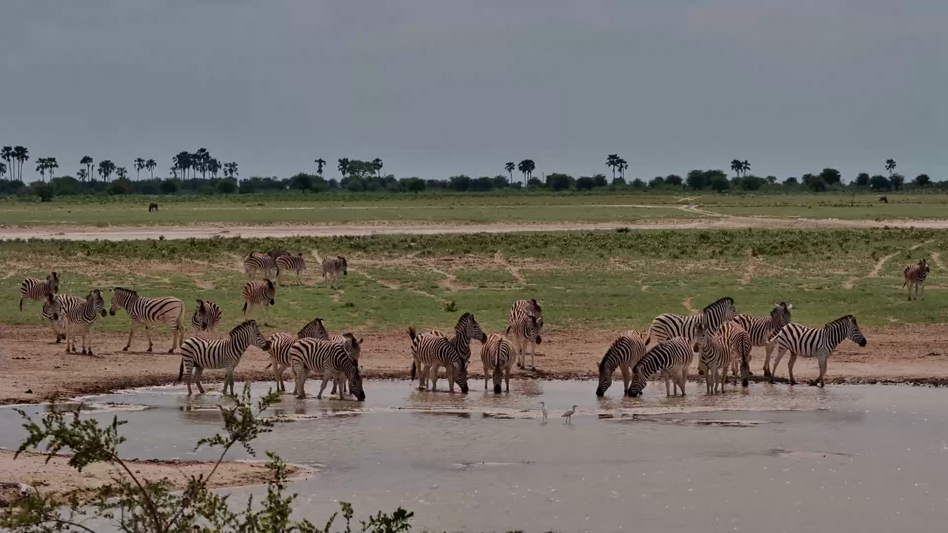 Zebras Cool Off at the Waterhole