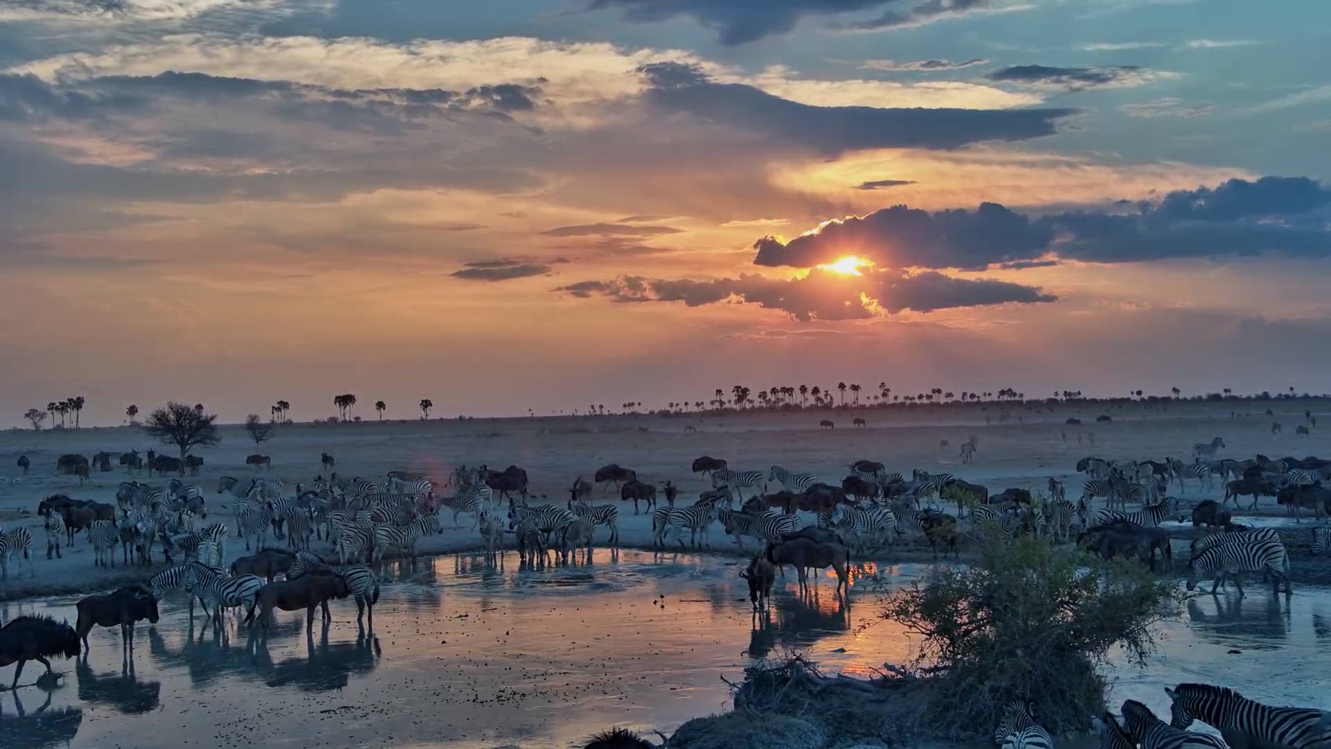 Nature’s Evening Show: Zebra and Wildebeest in Motion