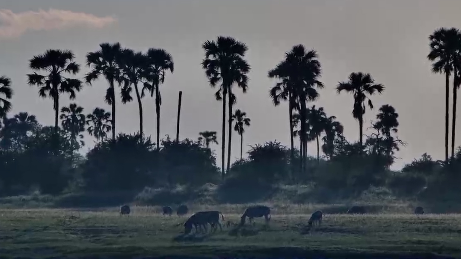 Landscape Magic: Zebras Feeding in the Sunset Light