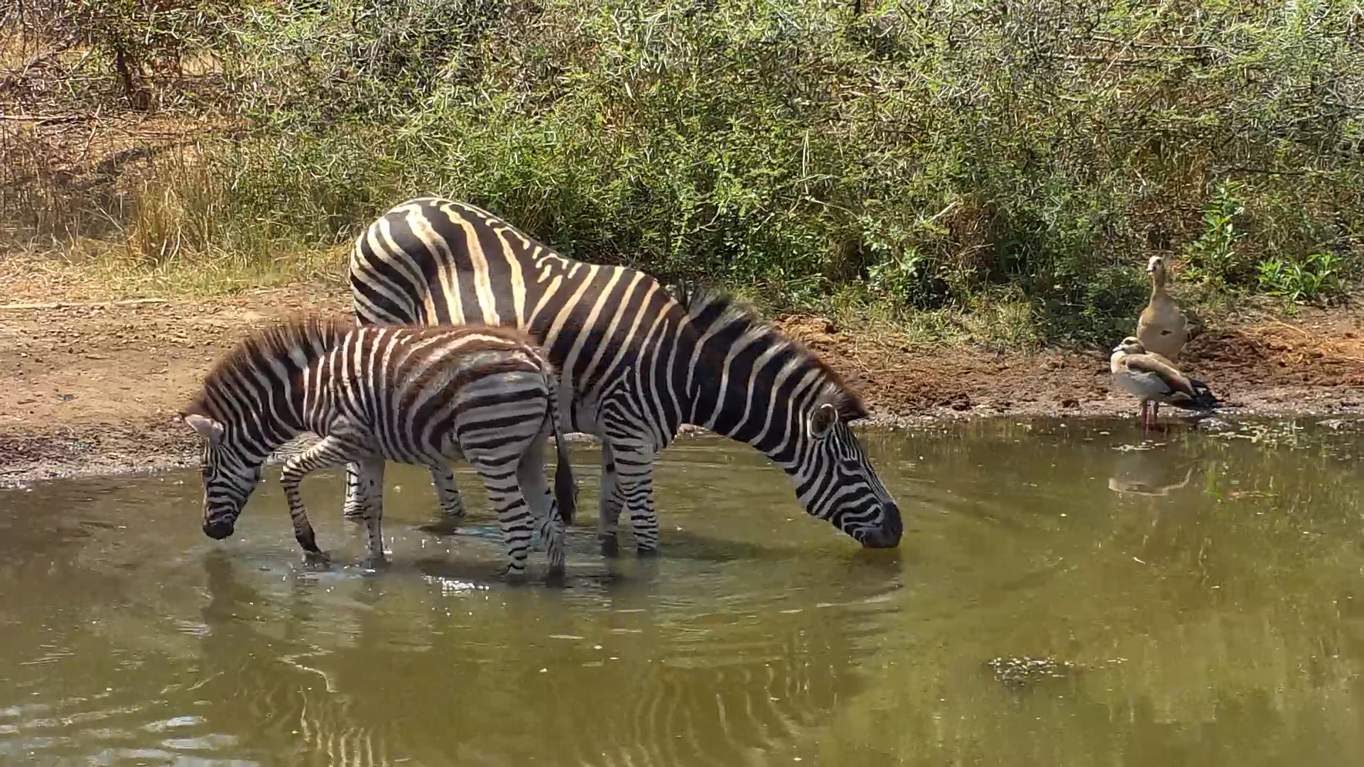 Zebra Family Drinks at Kwa Maritane