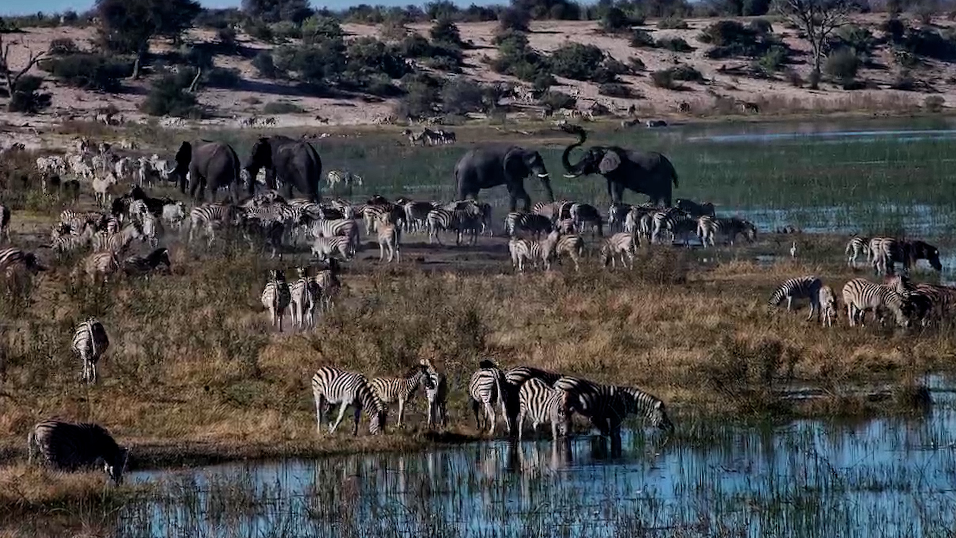 A Gathering of Giants and Stripes