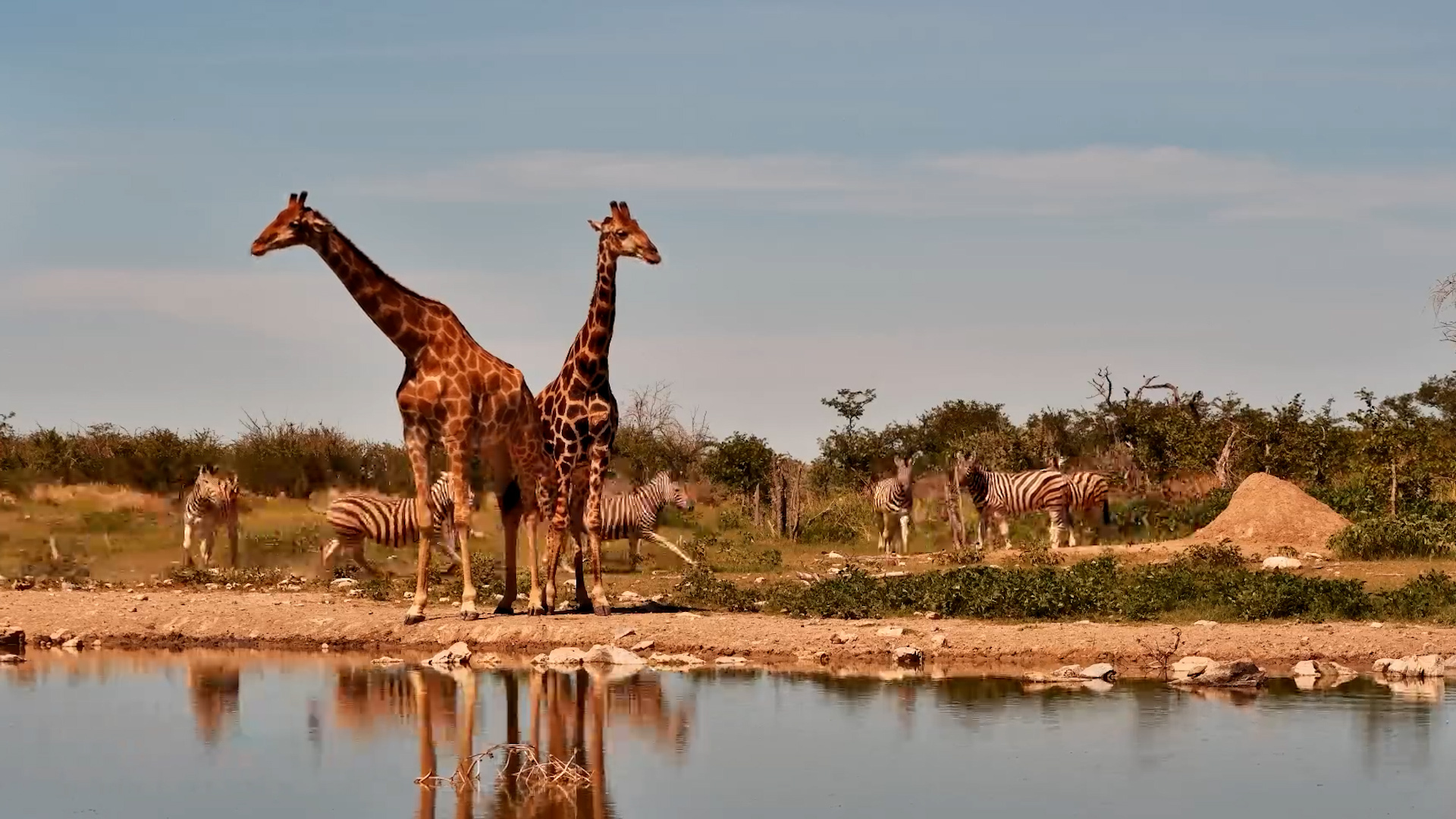 Stripes & Spots Together! Zebras and Giraffes at Safarihoek