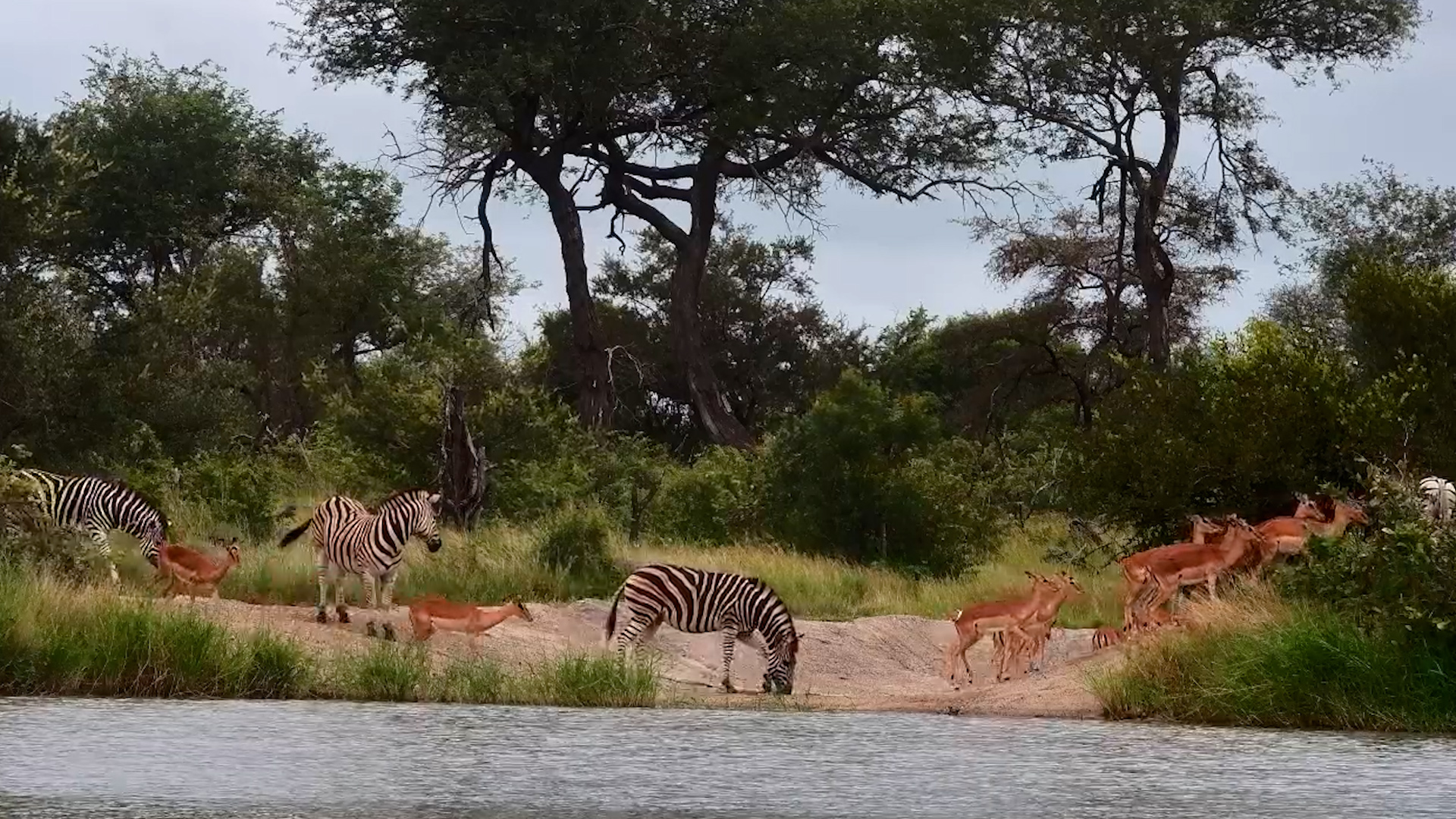 Zebras and Impalas Gather