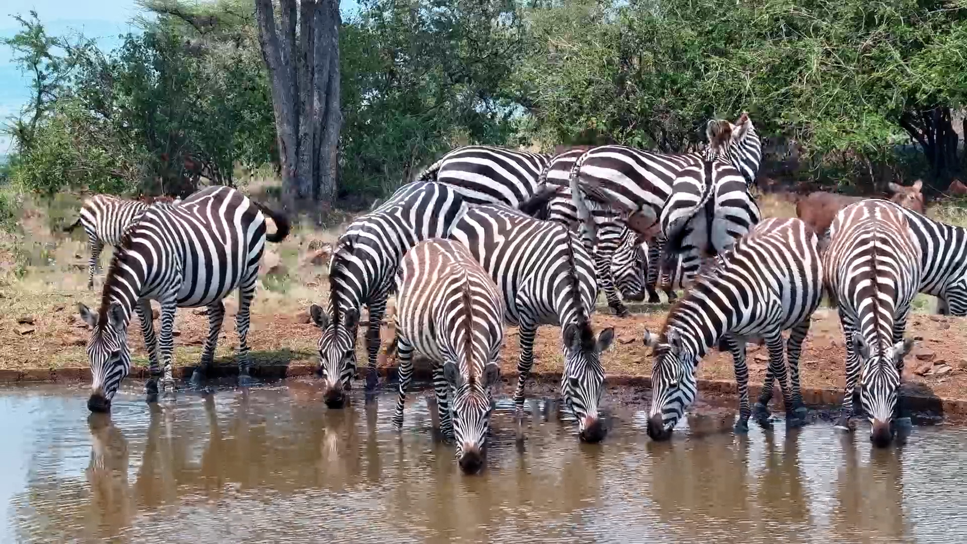 Thirsty Guests: Waterbuck & Zebra Herd Sip at Serengeti Explorer