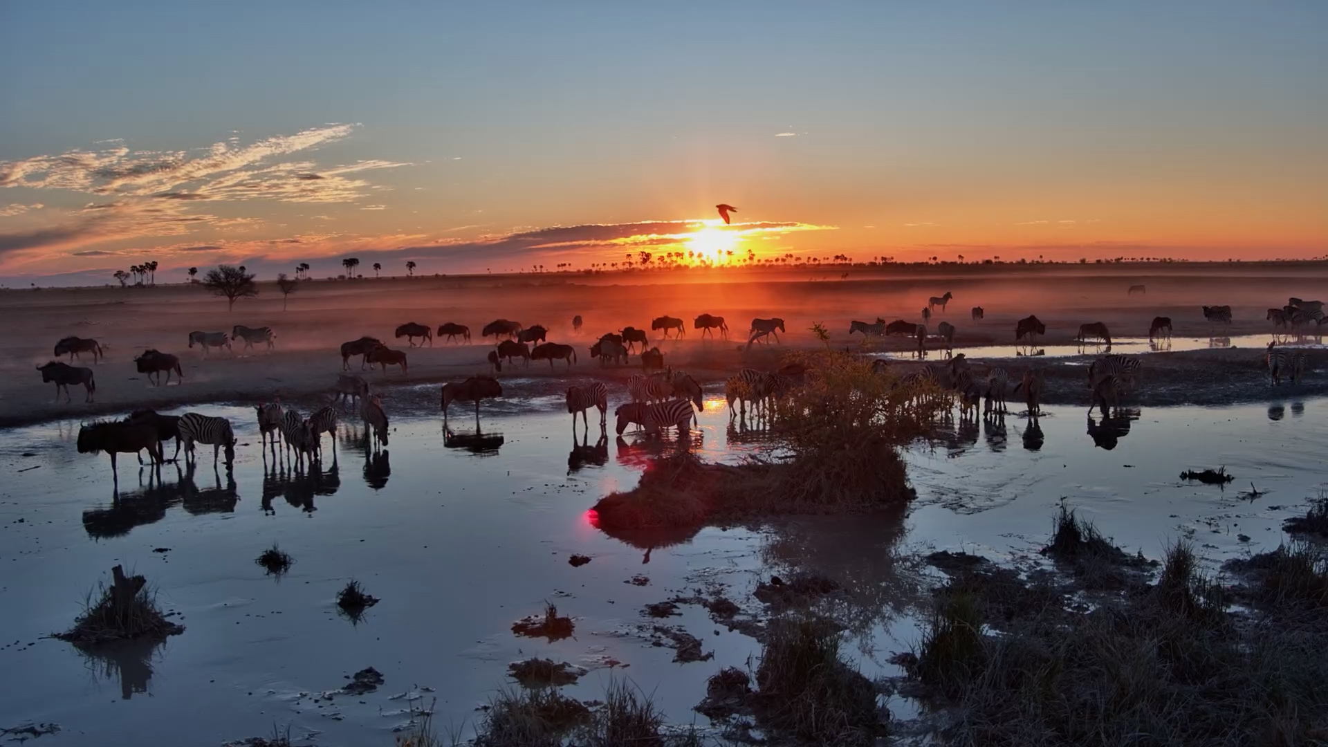 Sunset Timelapse: Zebras & Wildebeest