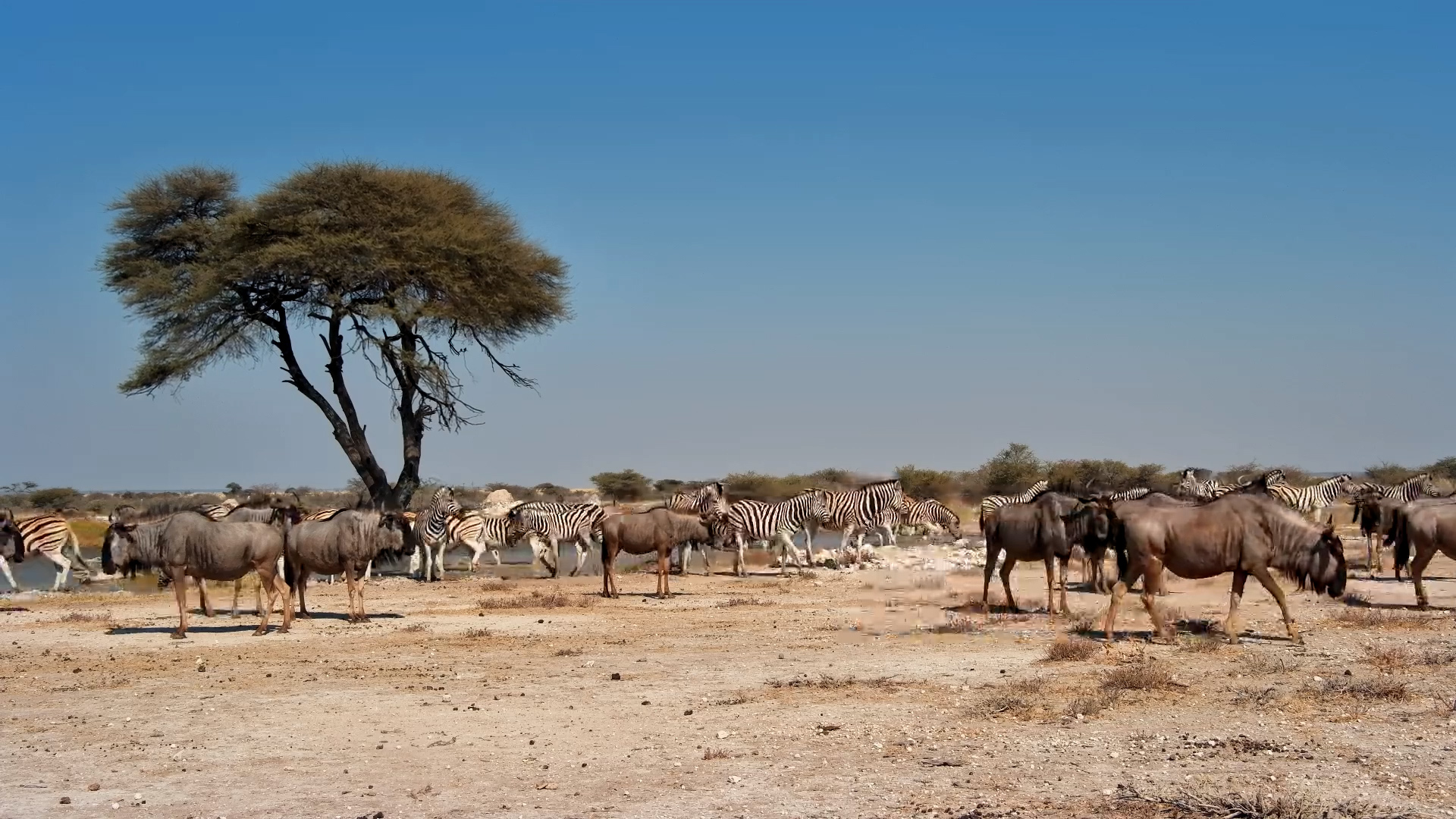 Zebras & Wildebeest on the Move