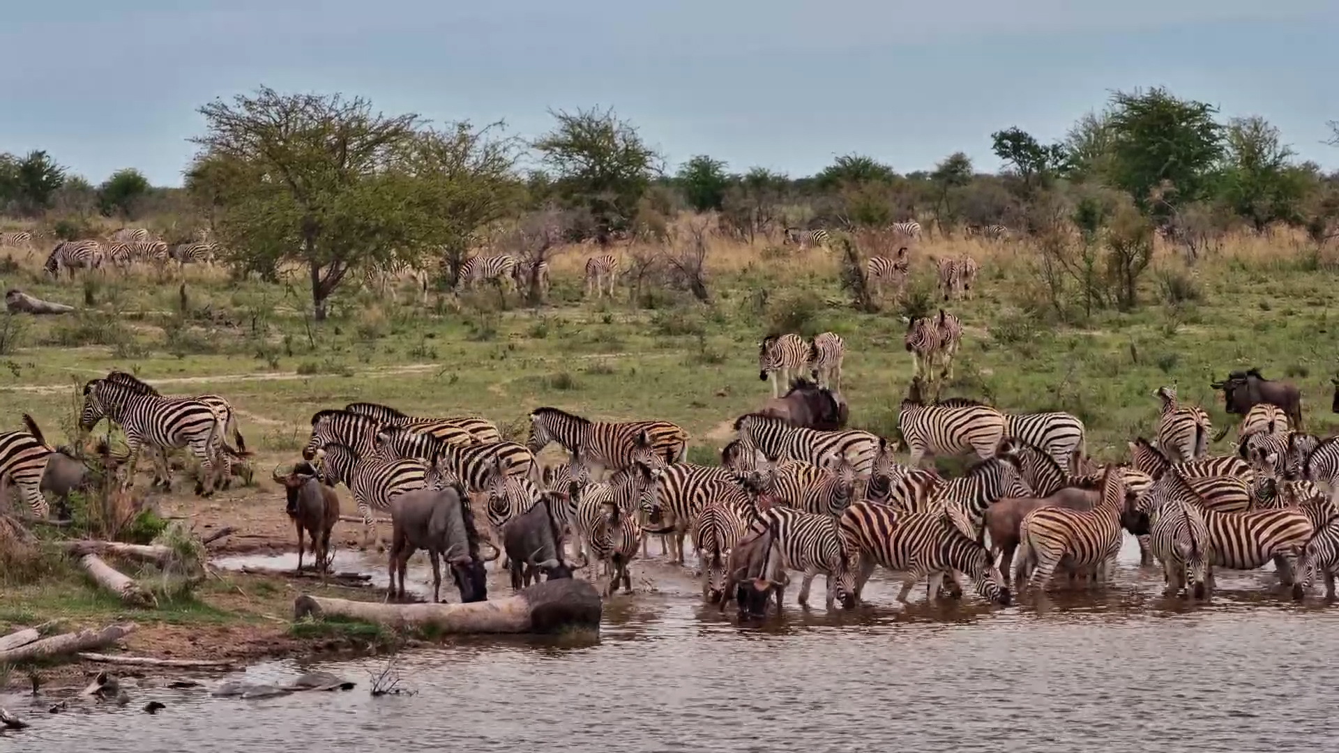 Mixed Herd Drinks at Kalahari Salt Pan