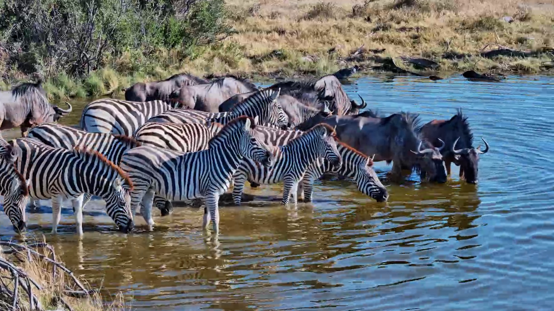 Best Friends of the Savannah