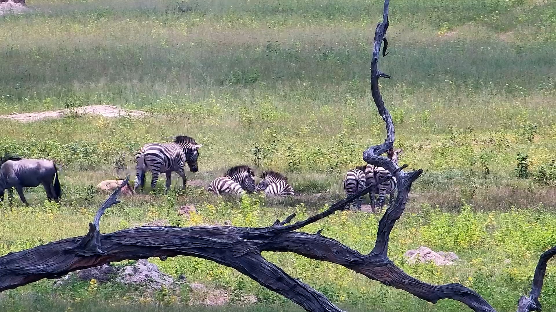 Dust Bath Time | Zebras Cooling Off in Hwange