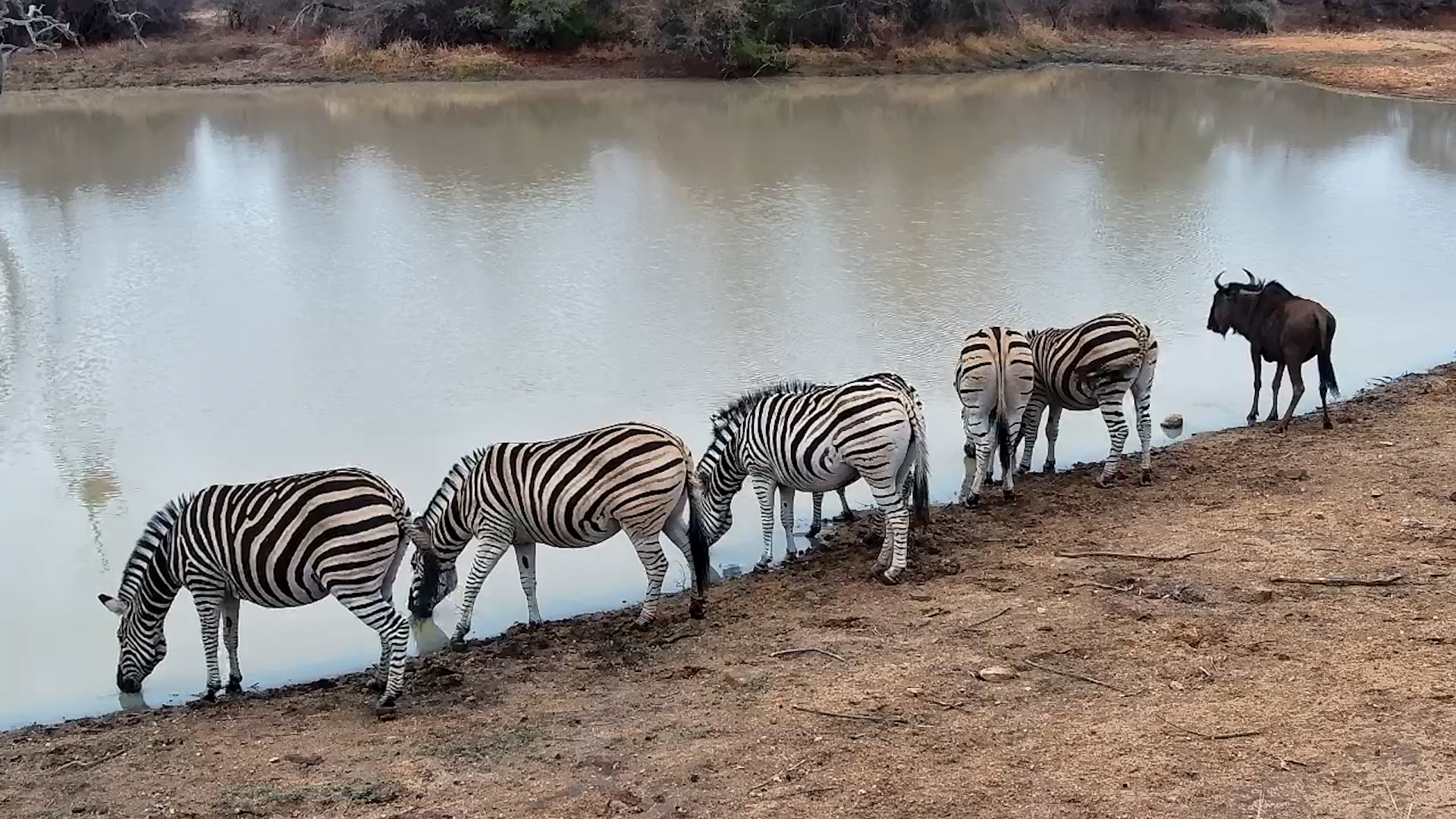Zebra Herd and Lone Wildebeest Share a Drink