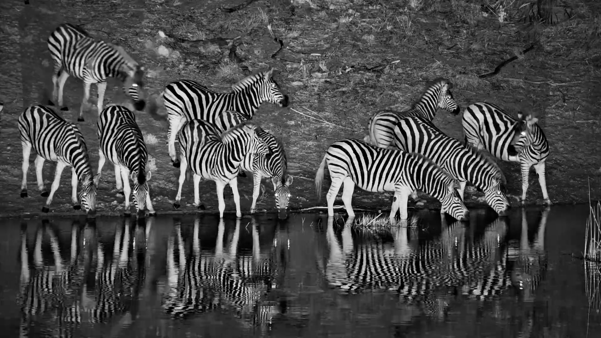 The Herd Moved in Silently