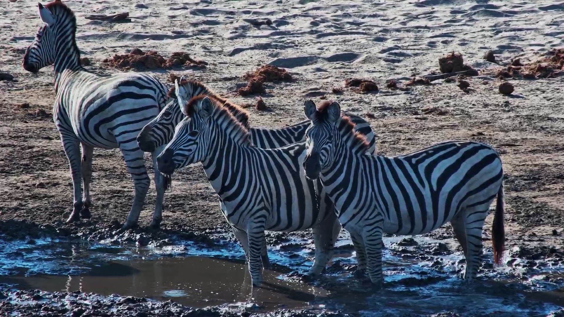 Zebras Quench Their Thirst at Camelthorn