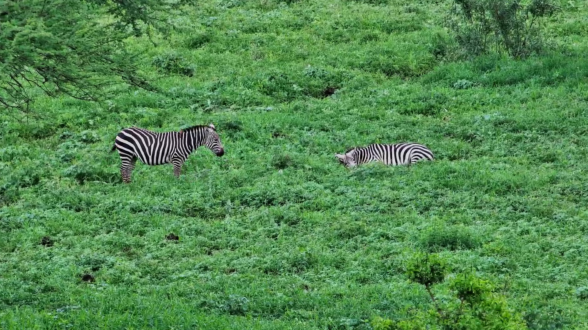 Zebras Grazing the Lush Plains