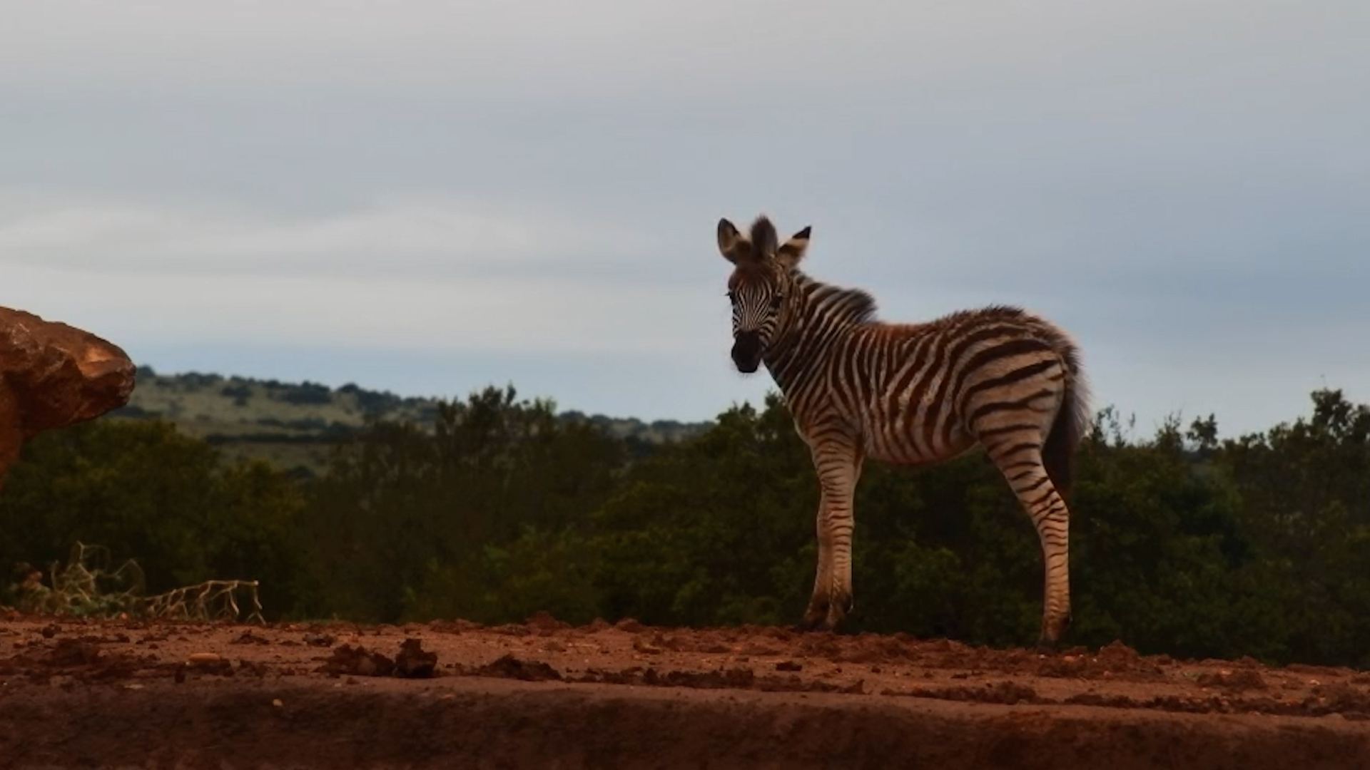 Zebra Foal Shows Face