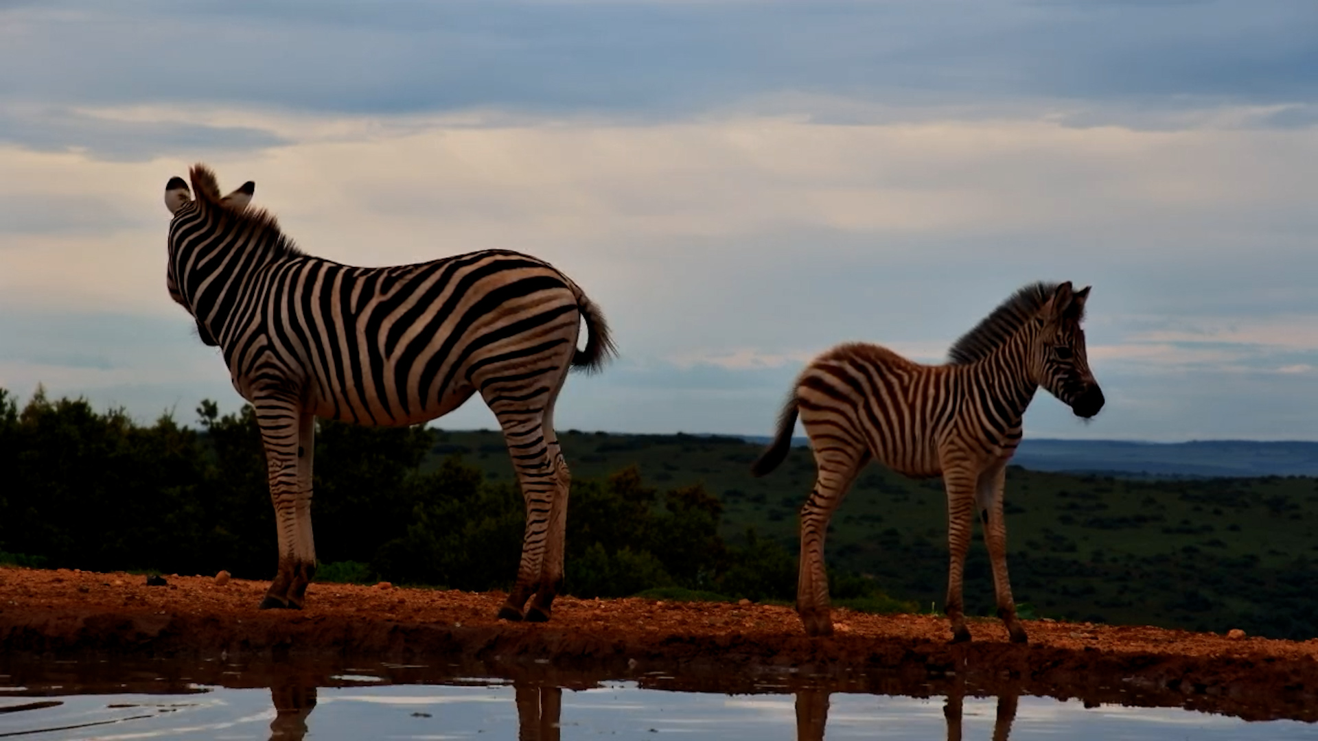 Zebra Foal Explores the Waterhole