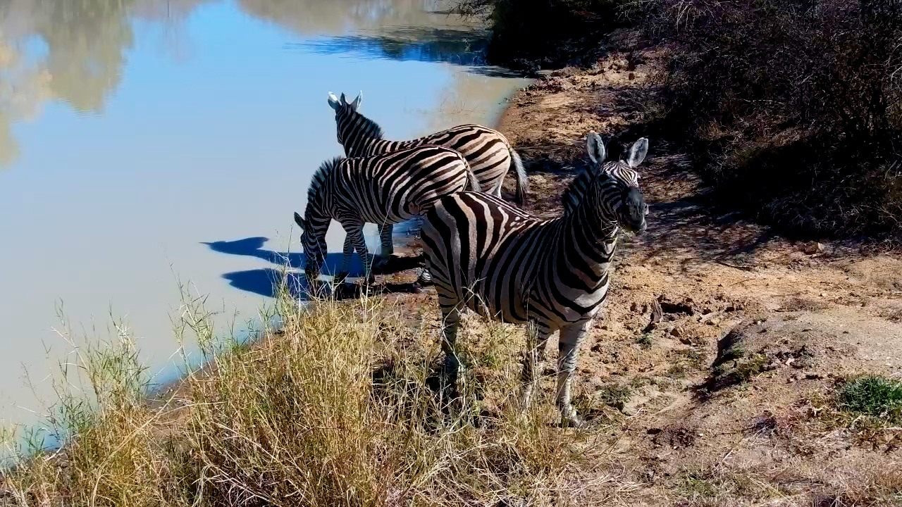 The Zebra Committee Has Arrived at Jabulani