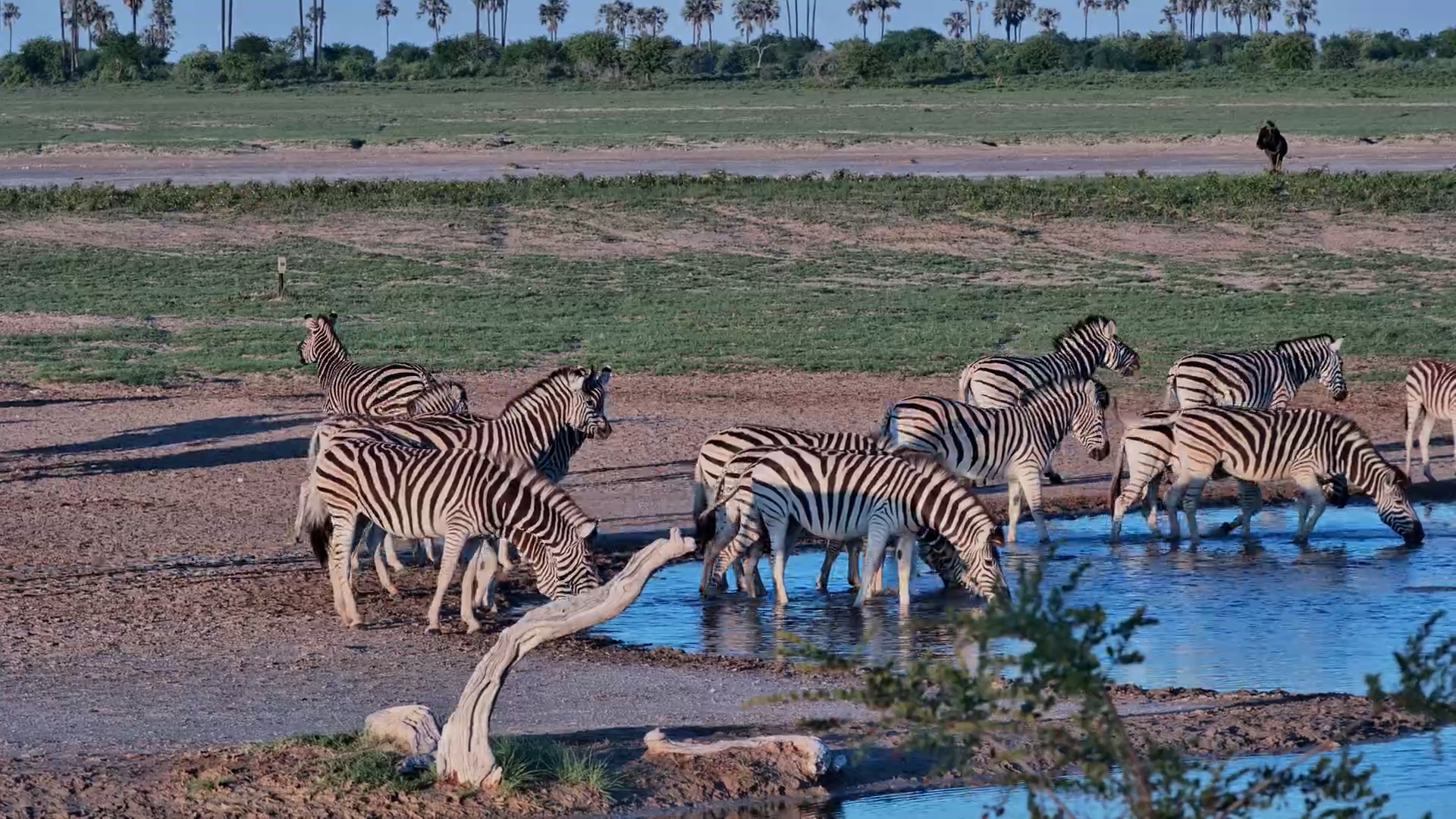 Zebras Interact at Jack’s Camp
