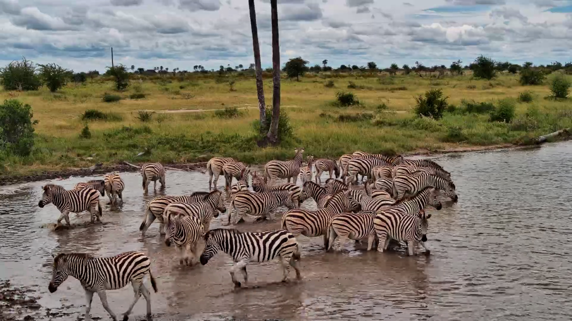 Kalahari Zebras Take a Refreshing Drink