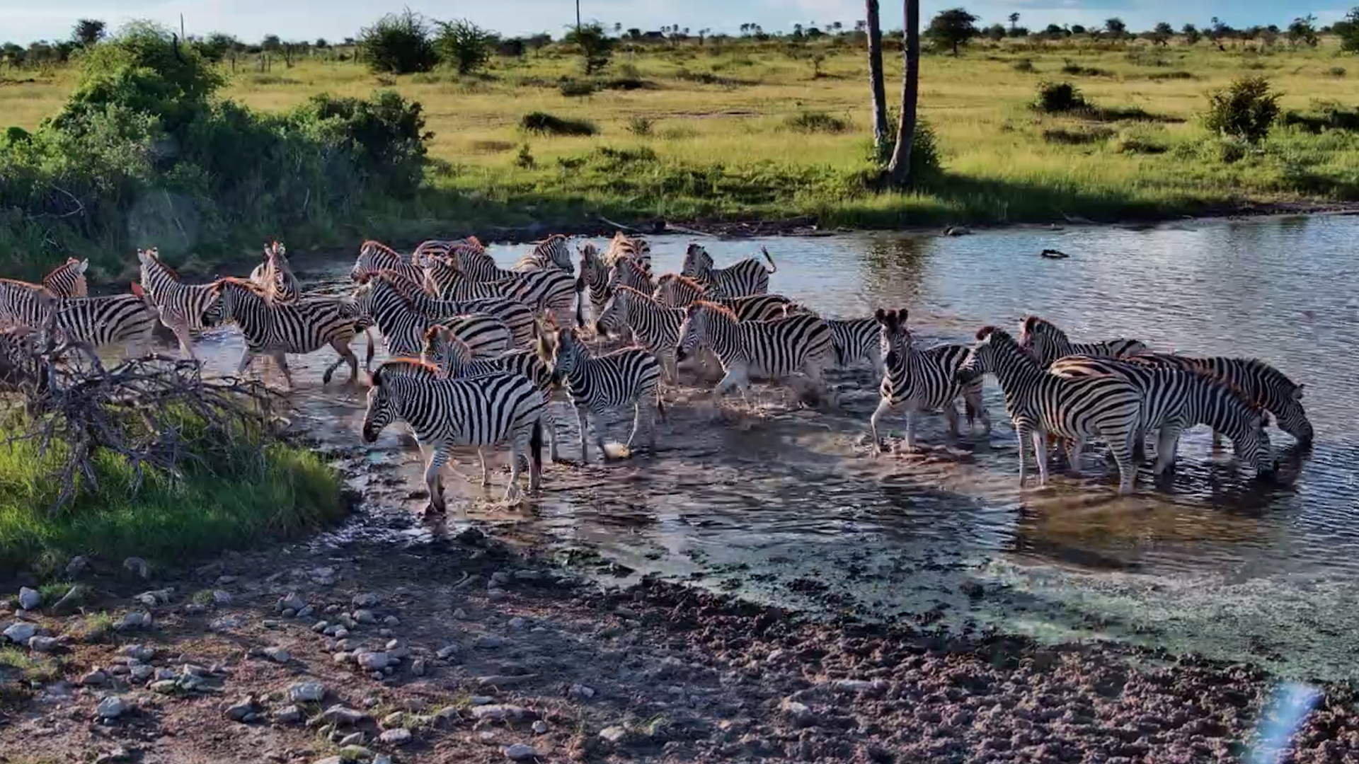 Peaceful Afternoon: Zebras at the Waterhole