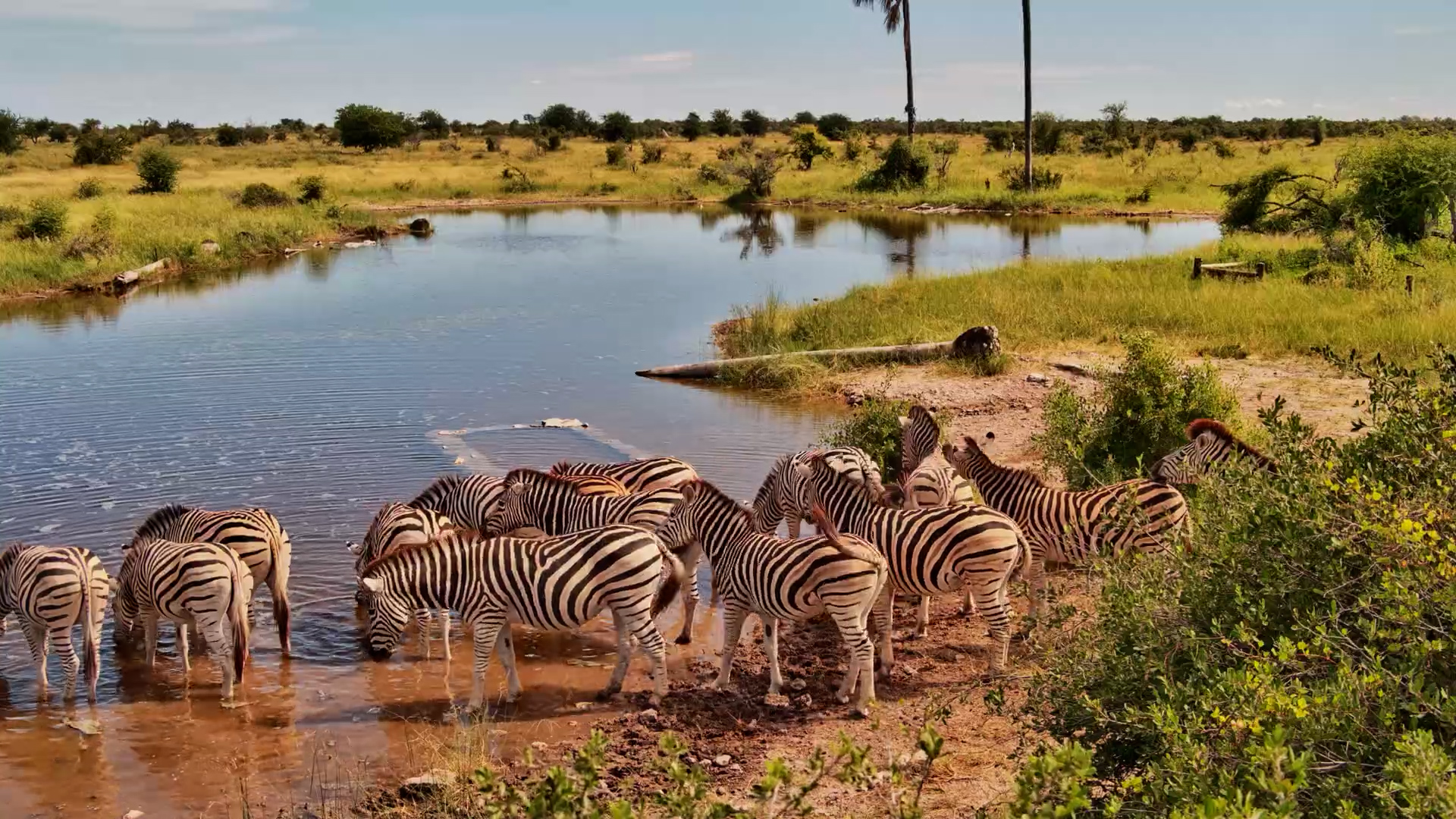 When the Kalahari Gets Thirsty