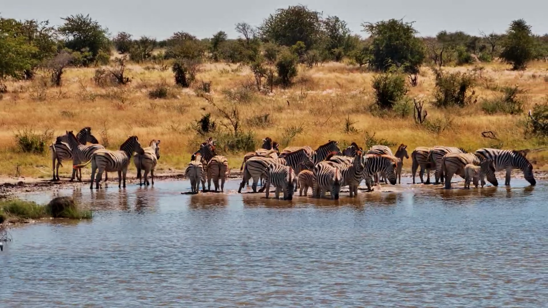 Zebra Herd Journeys To The Pan
