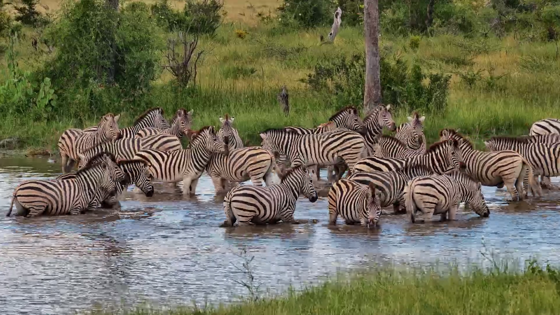 Herd Hydration - Zebras Gather at the Kalahari Waterhole