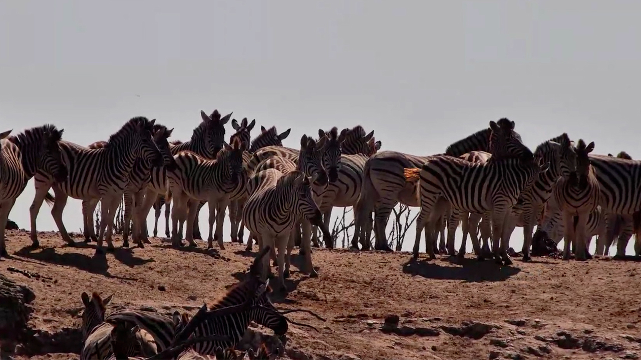 Zebras Come Down to Drink at the Boteti River