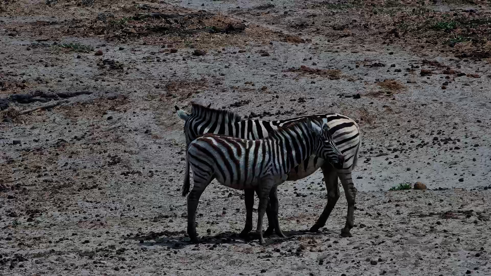 Zebra Herd Socializing and Drinking at Moela