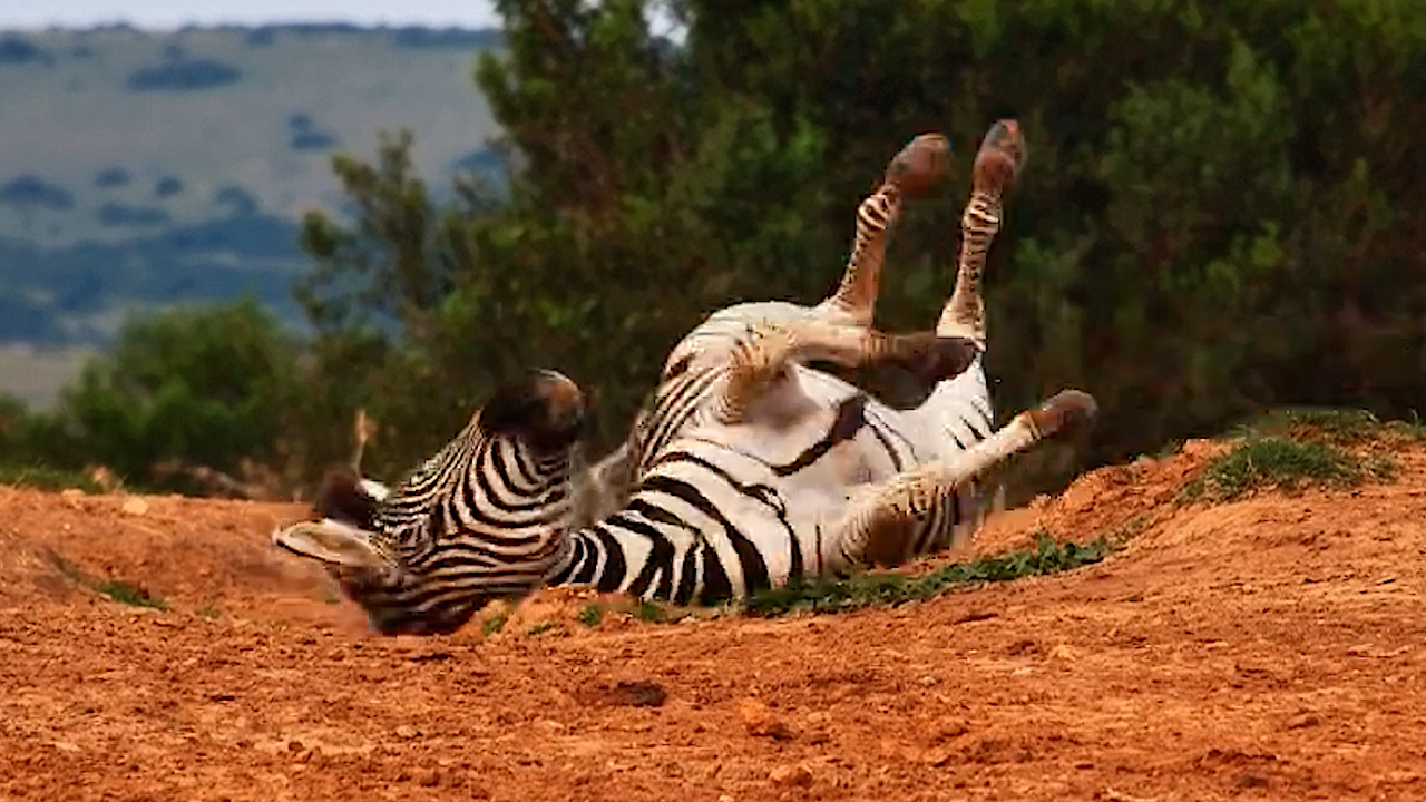 Foal Was Having the Best Time