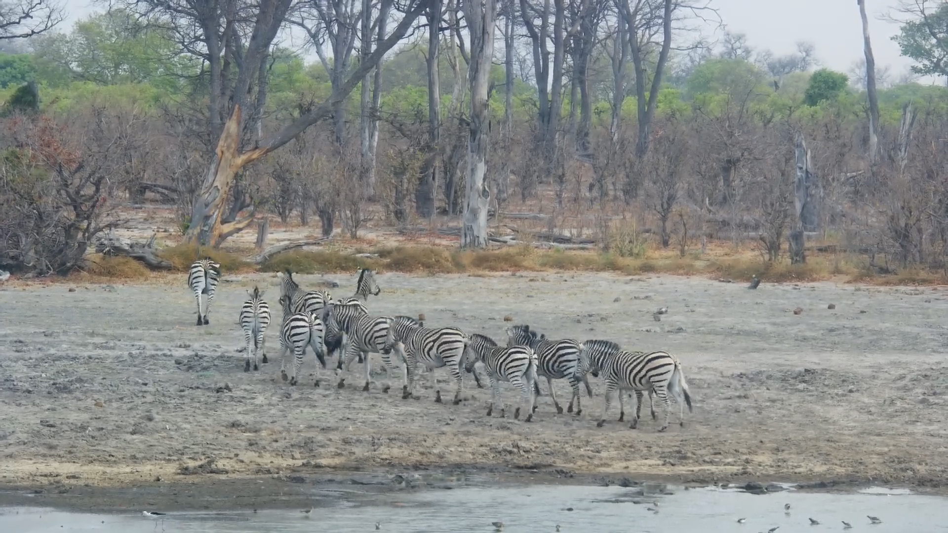 Zebras Quench Their Thirst at Twin Pan