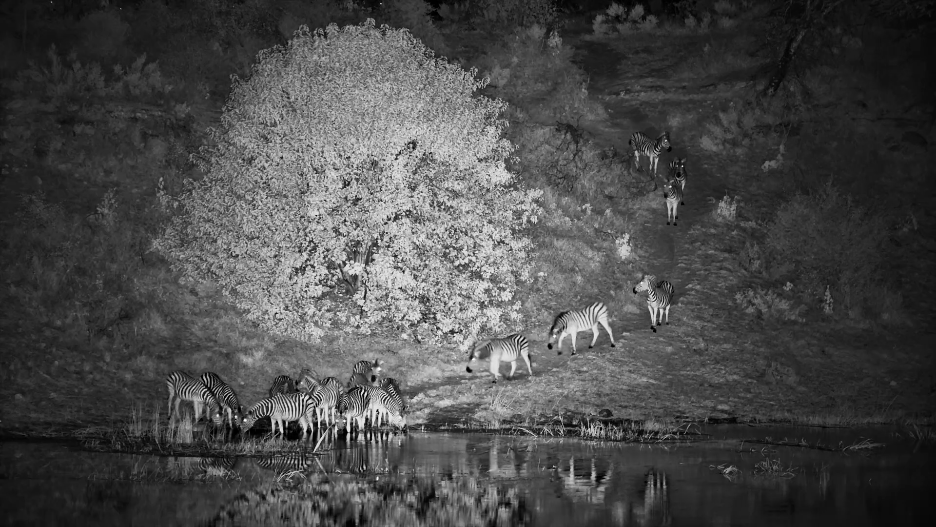 Zebras Prepare to Drink in the Dark