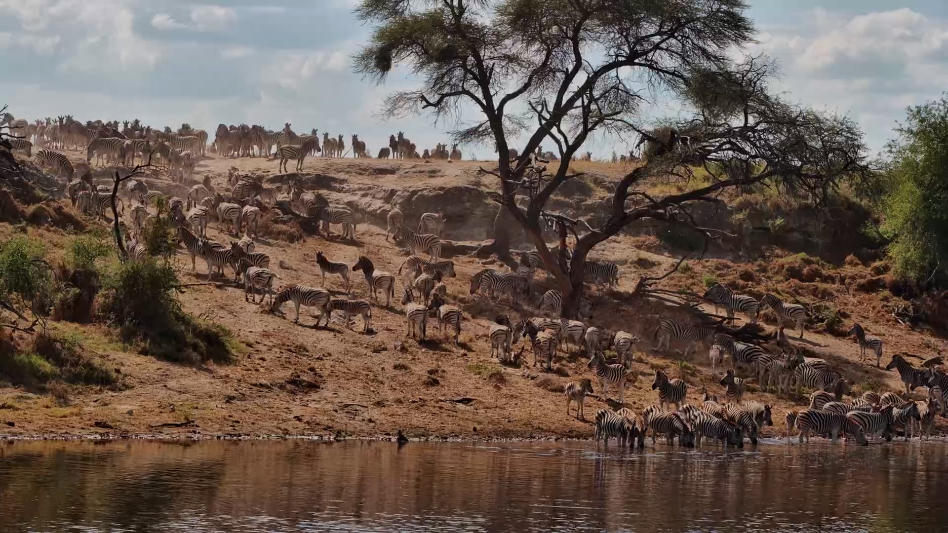 Herd Traffic Along the Riverbank