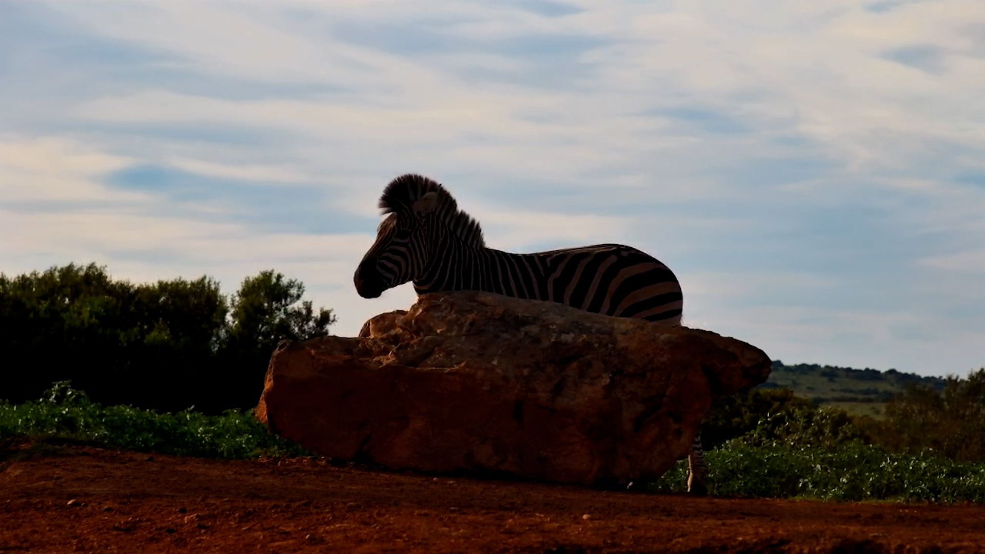 Zebras Scratching Spot