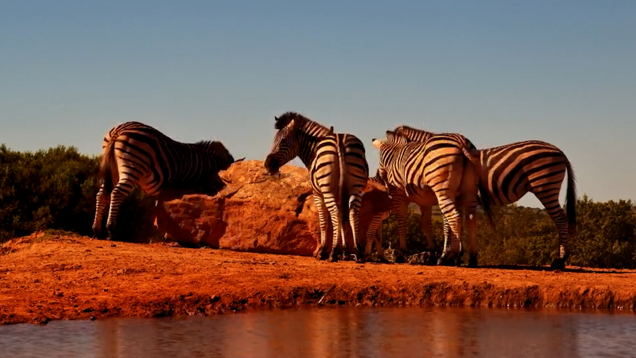 Zebras Enjoy a Rock Rub at the Waterhole