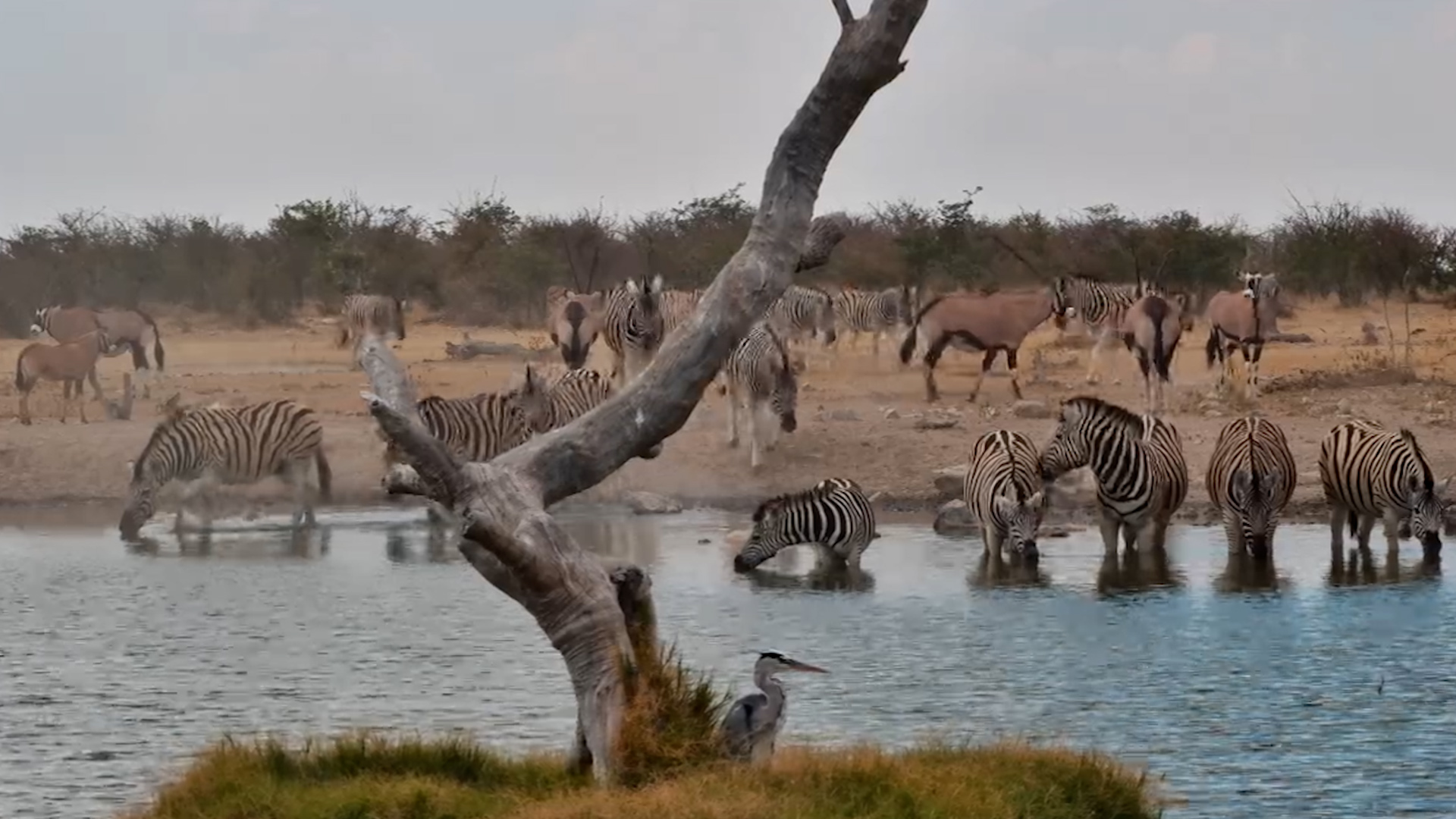 Safarihoek Waterhole Buzzing With Wildlife