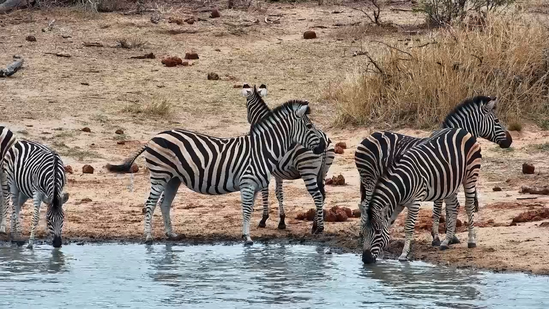 Zebra Herd Quenches Their Thirst