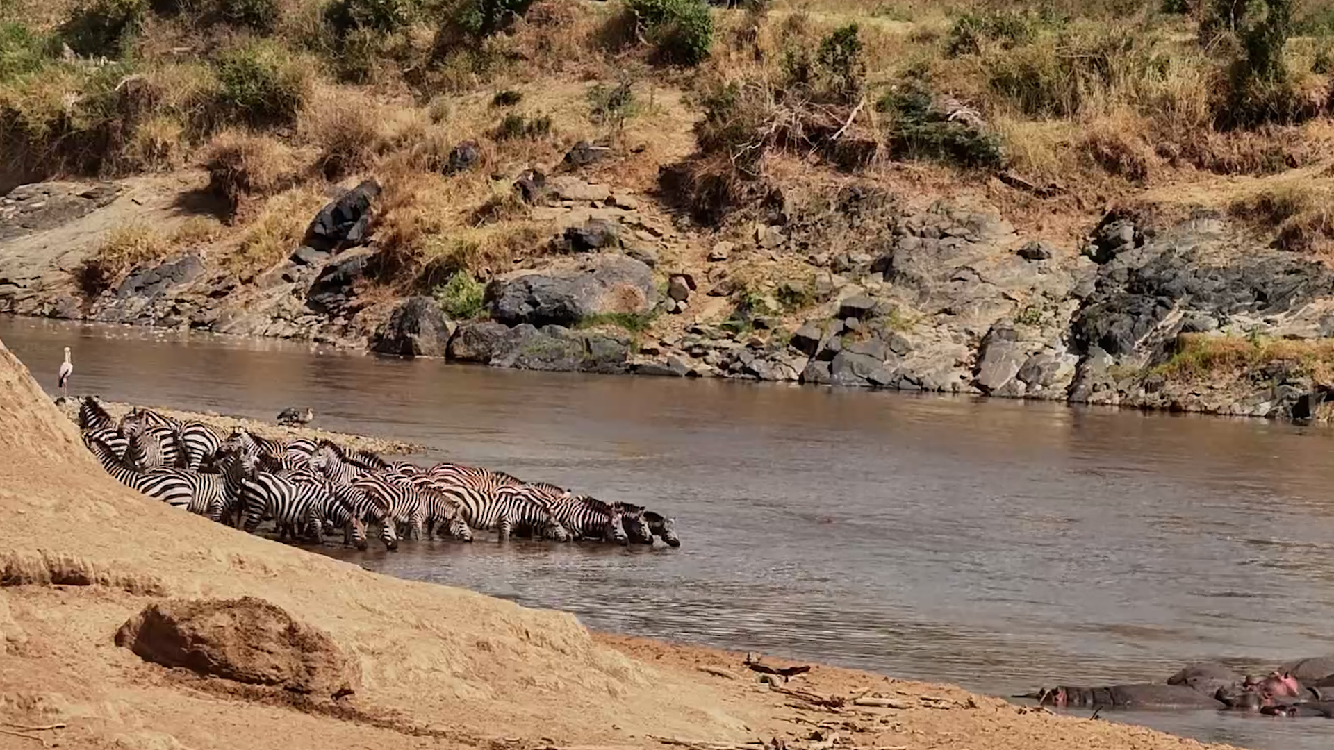 A Few Zebras Cross the Mara... The Rest Say Nope