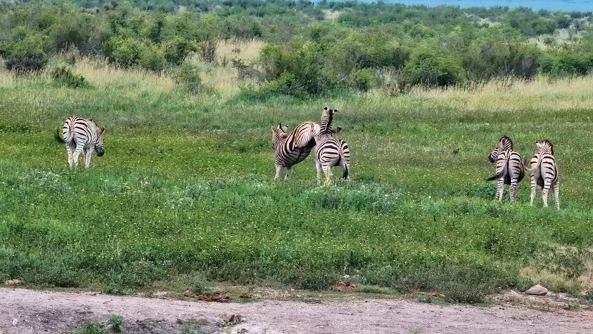 Zebra Takes a Tumble