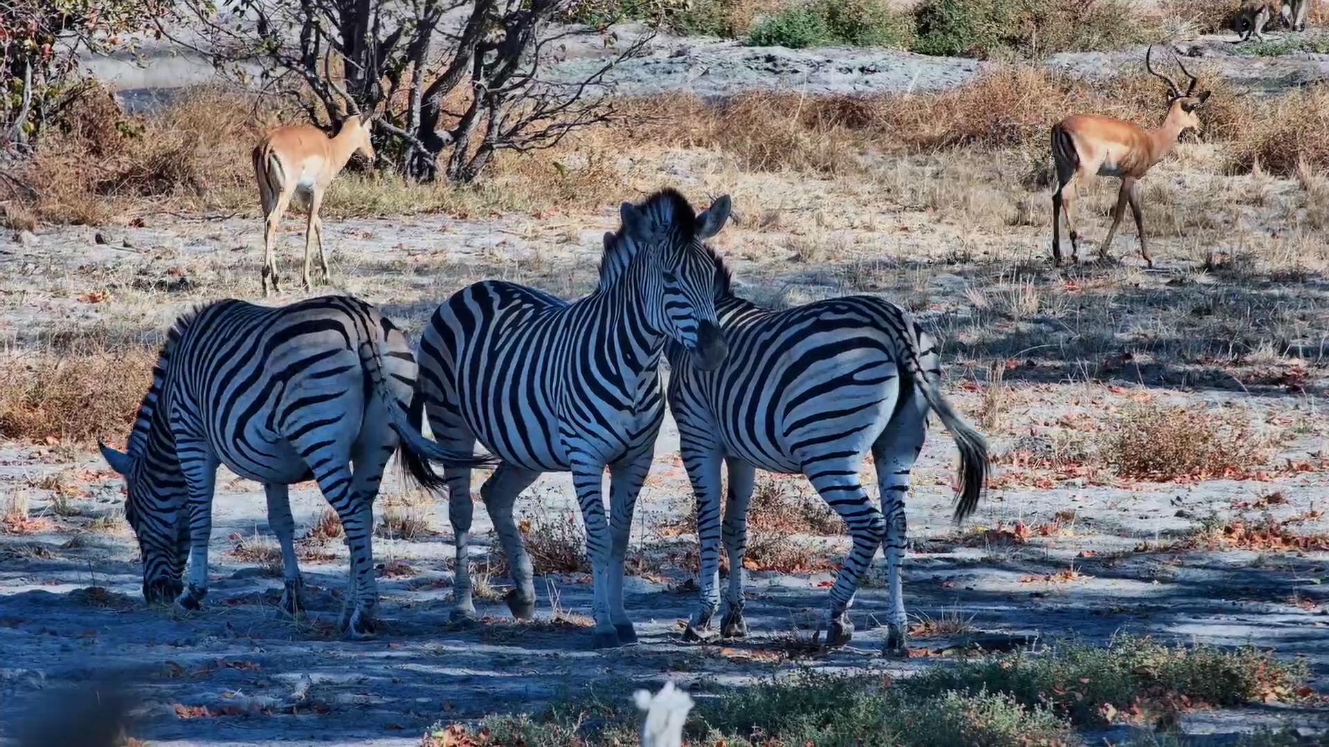 Zebras Find the Shade & Officially Clock Out