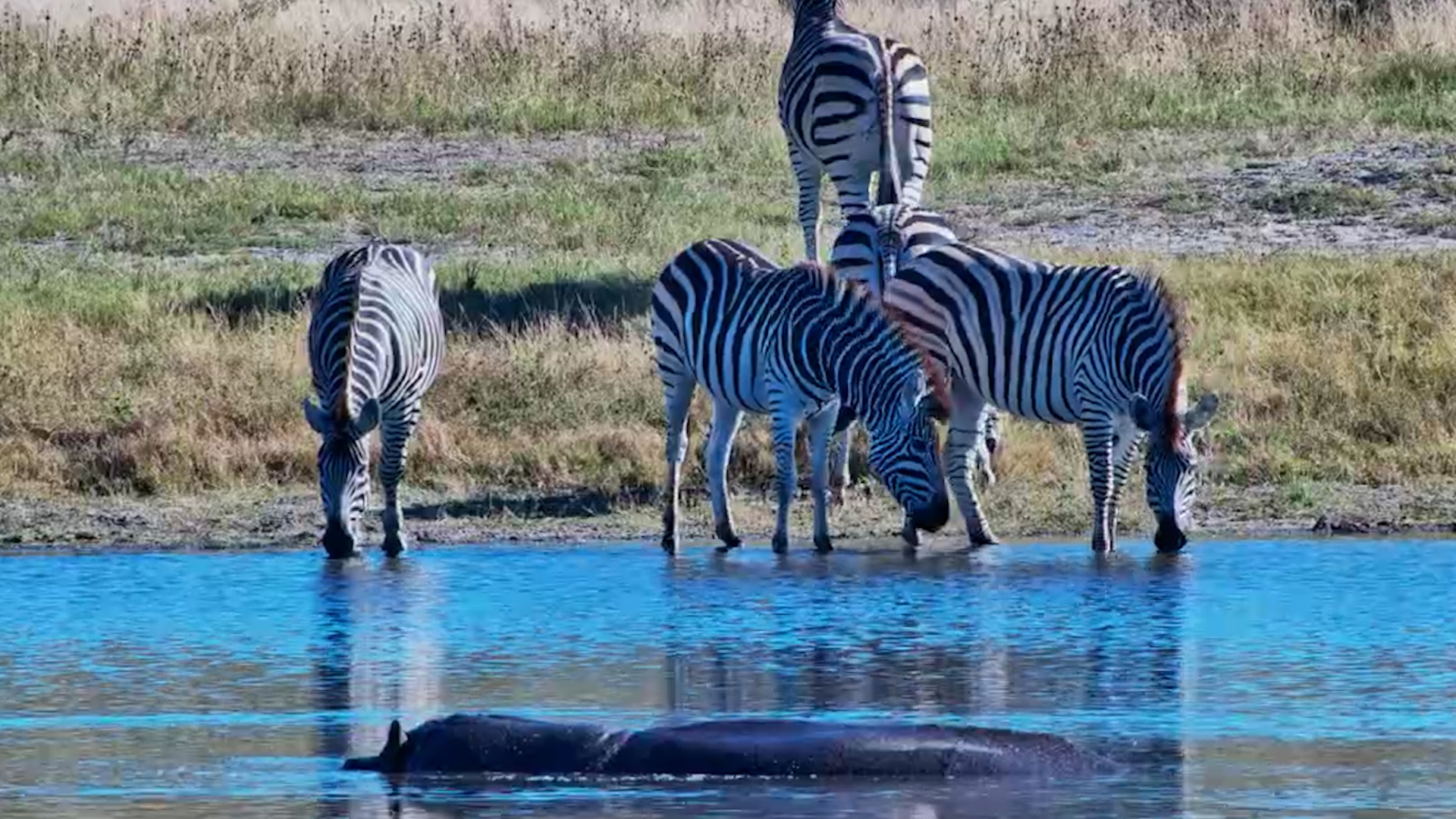 Not Alone at the Water