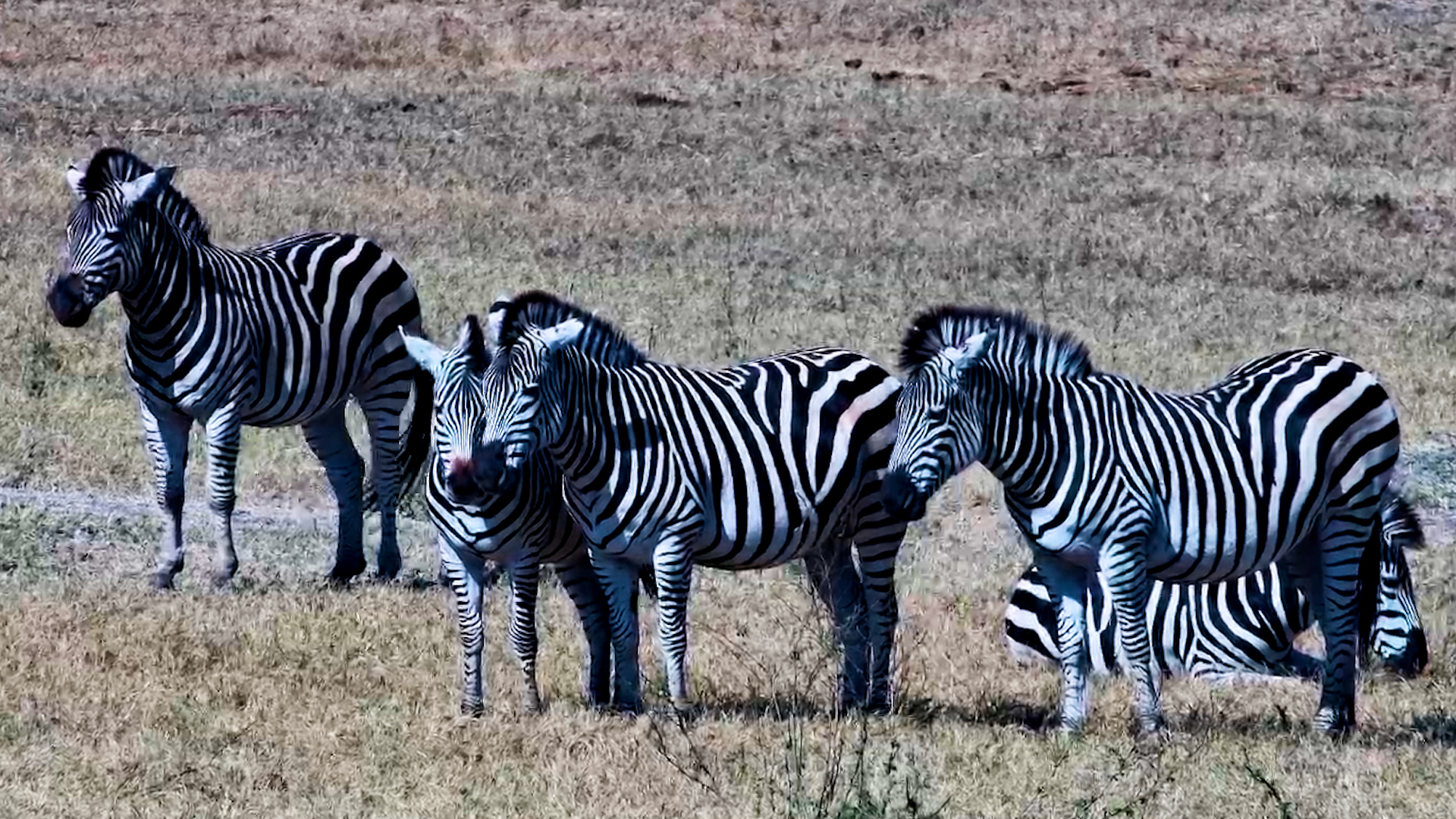 Zebras Find a Quiet Place to Rest at Hwange