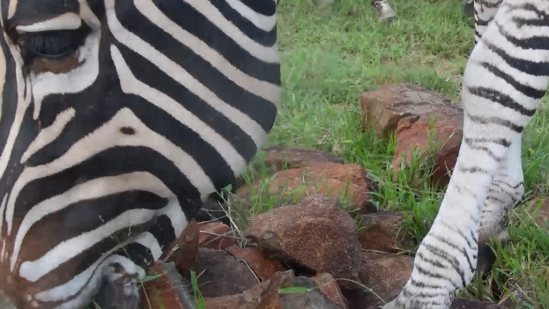 Zebras Up Close: Grazing in Full View