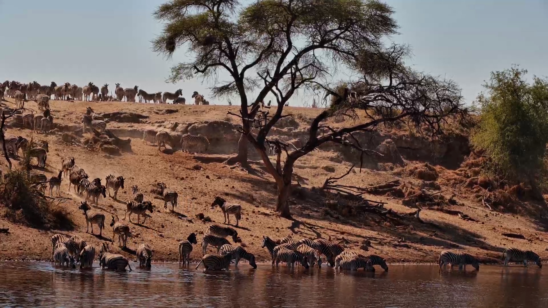 The Boteti River Comes Alive With Zebras