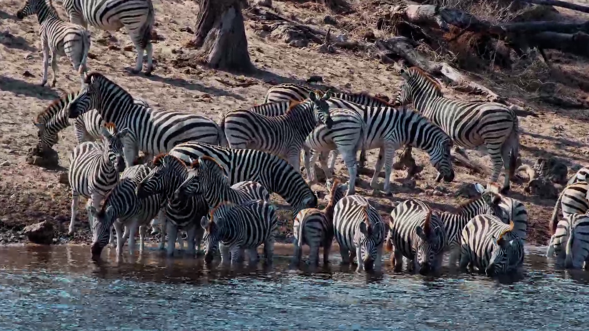 Zebras Make Their Way Down to the Boteti