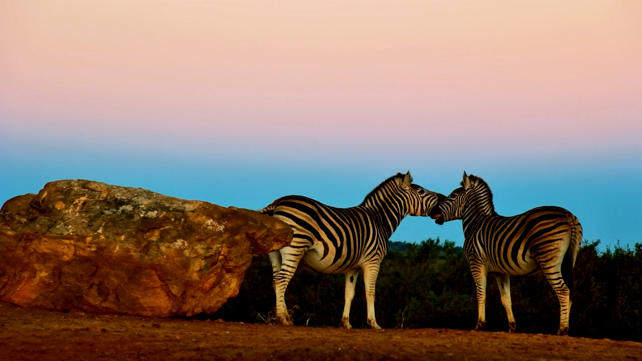 Evening Gathering of Zebras at Founders