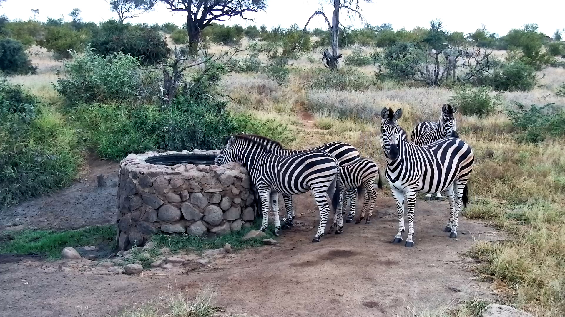 A Dazzle of Zebra at Naledi Dam