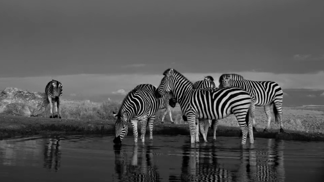 Zebras Move Toward the Waterhole in Infrared