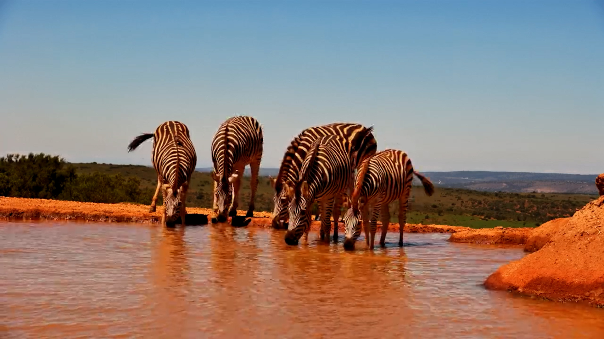 Zebra & Rhinos Together at Founders